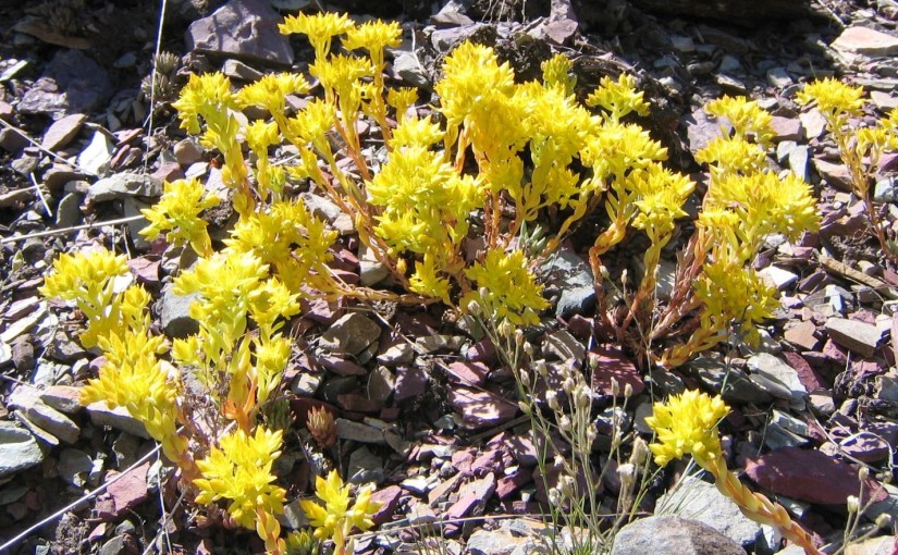 Born Again – Of Incorruptible&nbsp;Seed