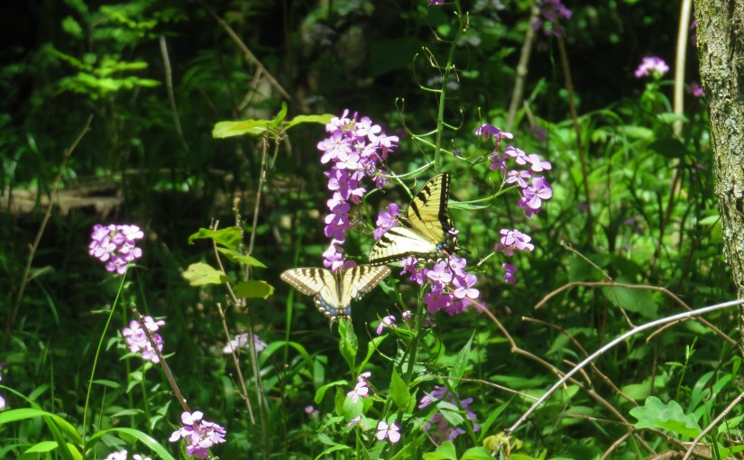 A Sin That Is Not Unto&nbsp;Death