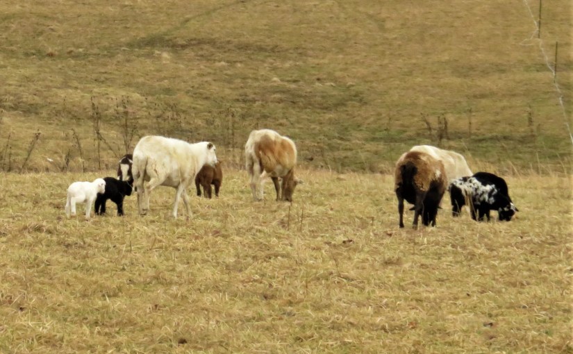 There Shall Be One Flock, One&nbsp;Shepherd